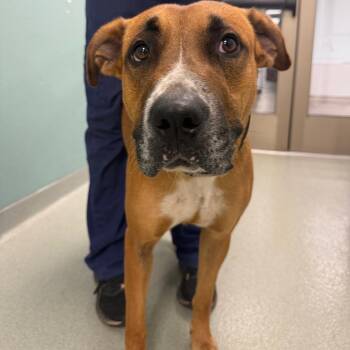 Miesha -  Boxer and Mixed Breed Dog for Adoption in Abilene, Texas - Miesha | PetCurious