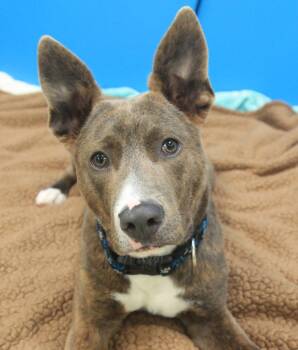 Maverick -  Shepherd and Mixed Breed Dog for Adoption - Maverick | PetCurious