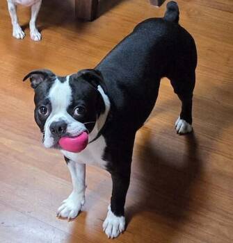 Beau -  Boston Terrier Dog for Adoption in Jackson, Tennessee - Beau | PetCurious