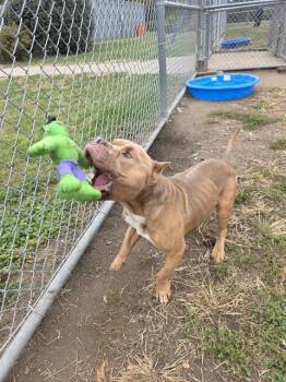Rescue American Staffordshire Terrier and Mixed Breed Dogs for Adoption in Indianapolis, Indiana - HANDSOME | PetCurious