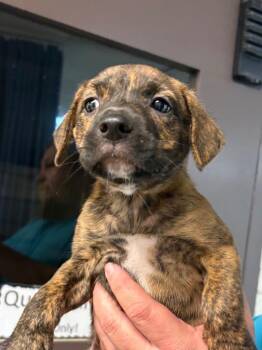 Echidna -  American Bulldog and Black Mouth Cur Dog for Adoption in Nacogdoches, Texas - Echidna | PetCurious