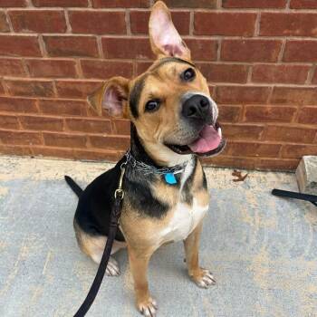 Rescue German Shepherd Dog and Pit Bull Terrier Dogs for Adoption in Roswell, Georgia - Zion | PetCurious