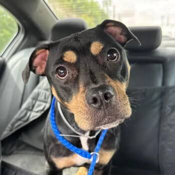 Petals -  Pit Bull Terrier and Mixed Breed Dog for Adoption in Polk, Ohio - Petals | PetCurious