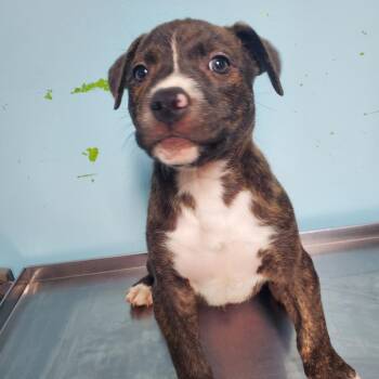 Fudge -  Pit Bull Terrier Dog for Adoption in Jefferson City, Tennessee - Fudge | PetCurious