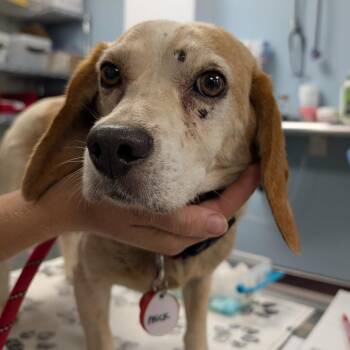 Mick -  Beagle and Mixed Breed Dog for Adoption in Nowata, Oklahoma - Mick | PetCurious