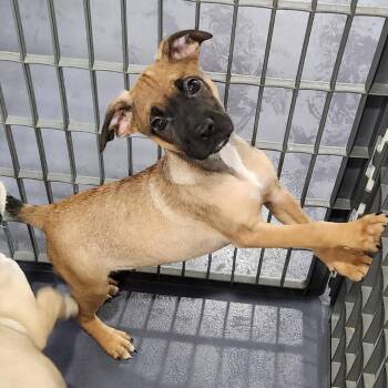 Spruce -  Pug and Shepherd Dog for Adoption in Walnutport, Pennsylvania - Spruce | PetCurious