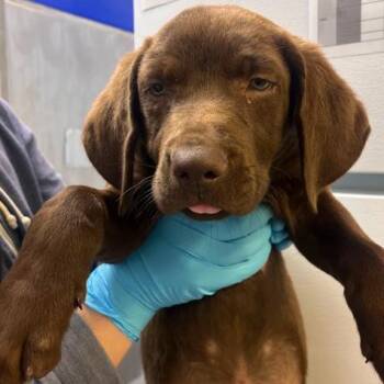 Labrador Retriever and Cattle Dog Dogs Available for Adoption in Hattiesburg, Mississippi - Octive | PetCurious