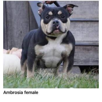 Ambrosia -  Bulldog Dog for Adoption in Blue Springs, Missouri - Ambrosia | PetCurious