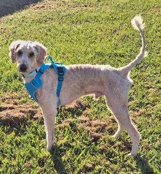 Milo -  Poodle Dog for Adoption in Gonzales, Louisiana - Milo | PetCurious
