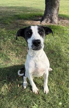 Sweetness -  Labrador Retriever Dog for Adoption in Cleburne, Texas - Sweetness | PetCurious