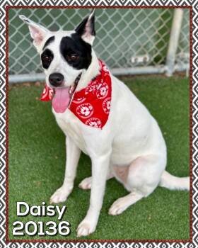 DAISY (also see PI) -  Terrier and Pointer Dog for Adoption in Marietta, Georgia - DAISY (also See PI) | PetCurious