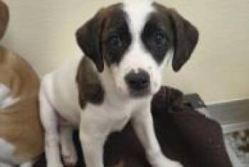 Cricut -  Mixed Breed Dog for Adoption in West Chester, Pennsylvania - Cricut | PetCurious