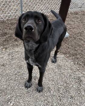 Rescue Mixed Breed Dogs for Adoption in Black Eagle, Montana - Wayne | PetCurious