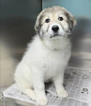 Great Pyrenees Dogs Available for Adoption in Newport, Tennessee - Sarava | PetCurious