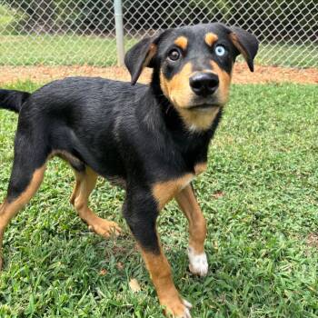 Gibson -  Border Collie Dog for Adoption in Roxboro, North Carolina - Gibson | PetCurious