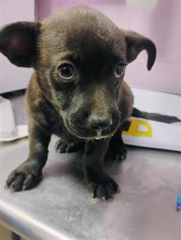 61290147 -  Terrier and Mixed Breed Dog for Adoption in El Paso, Texas - 61290147 | PetCurious