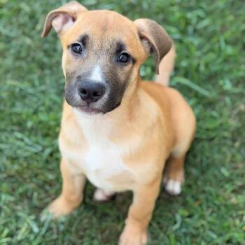 Rolo -  Mixed Breed and None Dog for Adoption in Brownsboro, Alabama - Rolo | PetCurious