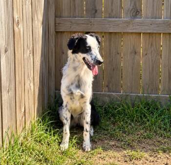 Rainey -  Australian Shepherd Dog for Adoption in Dallas, Texas - Rainey | PetCurious