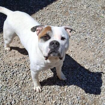 Joker -  Mixed Breed Dog for Adoption in Fairport, New York - Joker | PetCurious