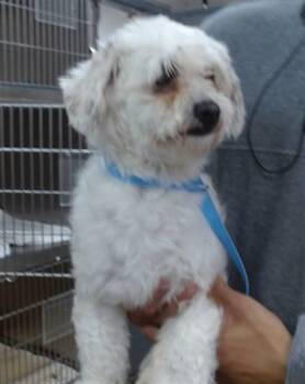 BOBBY -  Maltese and Poodle Dog for Adoption in Salinas, California - BOBBY | PetCurious