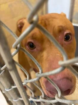 Caterpillar -  Mixed Breed Dog for Adoption in Cincinnati, Ohio - Caterpillar | PetCurious