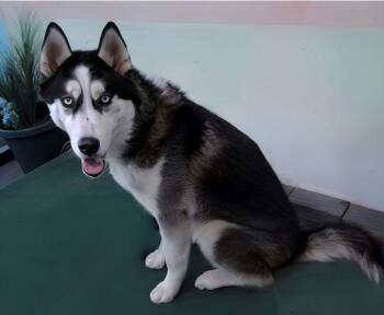 Siberian Husky Dogs Available for Adoption - ROCKY | PetCurious