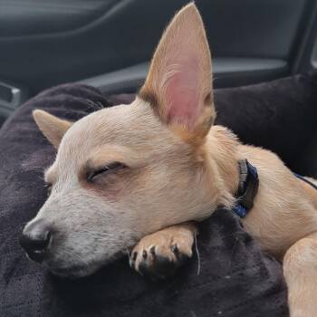 Wyatt -  Cattle Dog and Mixed Breed Dog for Adoption in Jacksonville, Florida - Wyatt | PetCurious