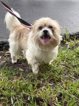 LUIGI -  Lhasa Apso Dog for Adoption in Margate, Florida - LUIGI | PetCurious