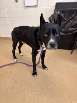 KODA -  Siberian Husky and Pit Bull Terrier Dog for Adoption in Derwood, Maryland - KODA | PetCurious