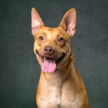 Jewels -  Labrador Retriever and Mixed Breed Dog for Adoption in Atlanta, Georgia - Jewels | PetCurious