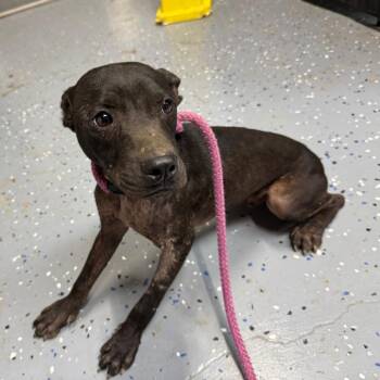 TUSC-Stray-84722 -  Pit Bull Terrier and Mixed Breed Dog for Adoption in Tuscaloosa, Alabama - TUSC-Stray-84722 | PetCurious