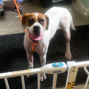 Sadie -  Boxer Dog for Adoption in Pittsford, Vermont - Sadie | PetCurious