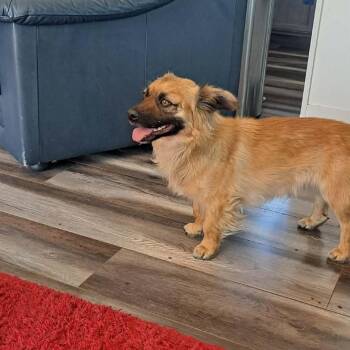Mixed Breed Dogs Available for Adoption - Mr. Lucky | PetCurious