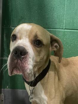 Rescue American Bulldog and Mixed Breed Dogs for Adoption - MAXWELL | PetCurious