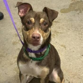 Bernie -  Border Collie and Mixed Breed Dog for Adoption in Avon, Ohio - Bernie | PetCurious