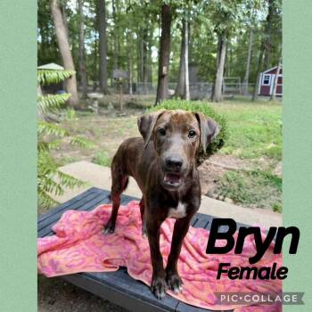 Bryn -  Labrador Retriever Dog for Adoption in Manchester, Connecticut - Bryn | PetCurious