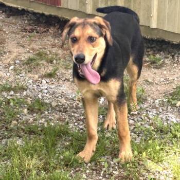 CoCo -  Shepherd and Mixed Breed Dog Available for Adoption in Clanton, Alabama - CoCo | PetCurious
