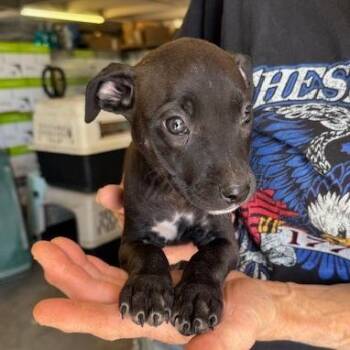 Katy -  Mixed Breed Dog for Adoption in Madison, Wisconsin - Katy | PetCurious