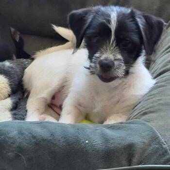 Kitkat  COMING SOON -  Yorkshire Terrier and Terrier Dog for Adoption in Loves Park, Illinois - Kitkat  COMING SOON | PetCurious