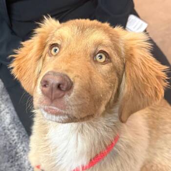 Mixed Breed Dogs Available for Adoption - Wanda | PetCurious