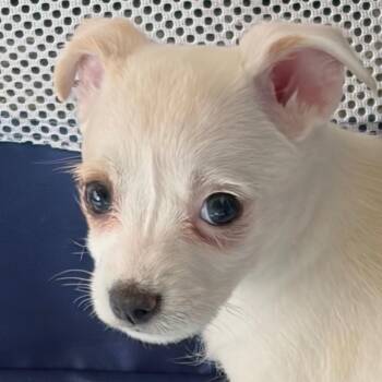 Chihuahua Dogs Available for Adoption in Antioch, California - Harper | PetCurious