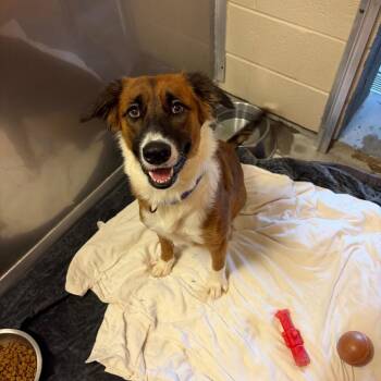 Hanna -  Australian Shepherd and Mixed Breed Dog for Adoption in Wilmington, Delaware - Hanna | PetCurious
