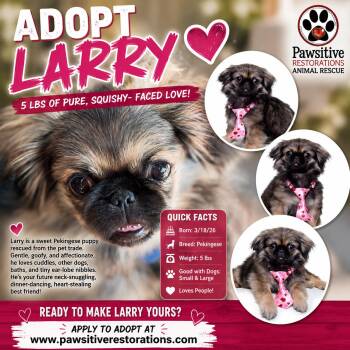 LARRY -  Pekingese Dog for Adoption in Foxfield, Colorado - LARRY | PetCurious