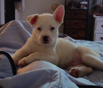 Shepherd and Husky Dogs Available for Adoption in Twentynine Palms, California - Jack Tripper | PetCurious