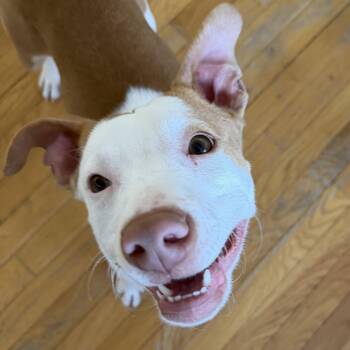 Mixed Breed Dogs Available for Adoption - Shivers | PetCurious