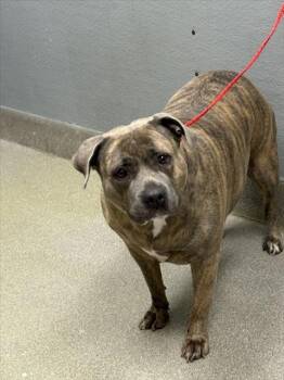 Rescue Pit Bull Terrier and Mixed Breed Dogs for Adoption in Las Vegas, Nevada - COCO | PetCurious