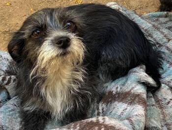 Sissy -  Terrier Dog for Adoption in Apple Valley, California - Sissy | PetCurious
