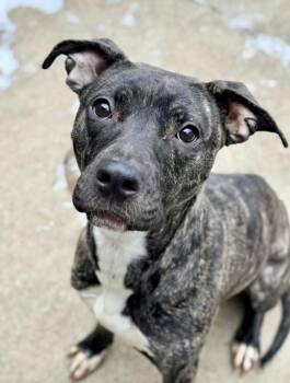 Pit Bull Terrier Dogs Available for Adoption - Frangelica | PetCurious