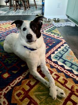 SNOOPY -  Border Collie Dog for Adoption in Media, Pennsylvania - SNOOPY | PetCurious