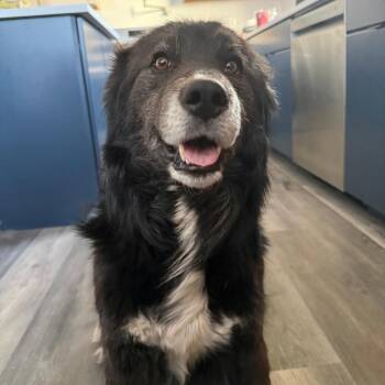 Newfoundland Dog and Mixed Breed Dogs Available for Adoption - Jack | PetCurious